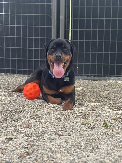 Brutus, a Adoptable Rottweiler in Burlington, WI image 1/3
