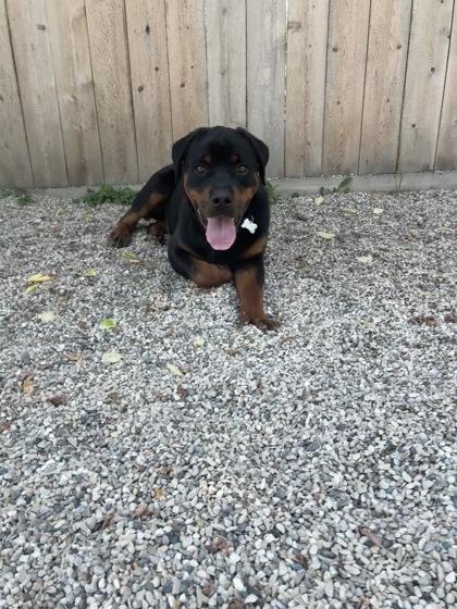 Brutus, a Adoptable Rottweiler in Burlington, WI image 2/3