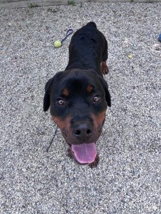Brutus, a Adoptable Rottweiler in Burlington, WI image 3/3