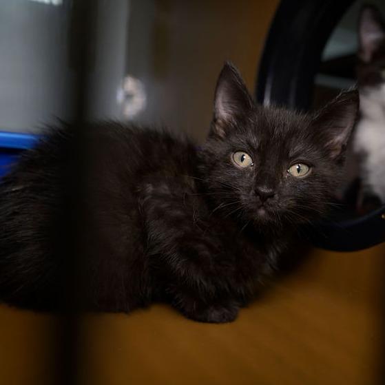 Enlarge MELISSA, a Adoptable Domestic Short Hair in Point Richmond, CA image 1/3