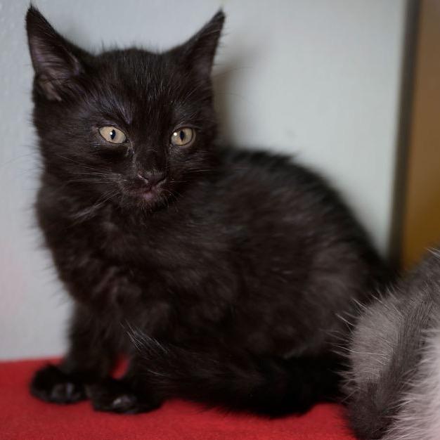 Enlarge MELISSA, a Adoptable Domestic Short Hair in Point Richmond, CA image 2/3