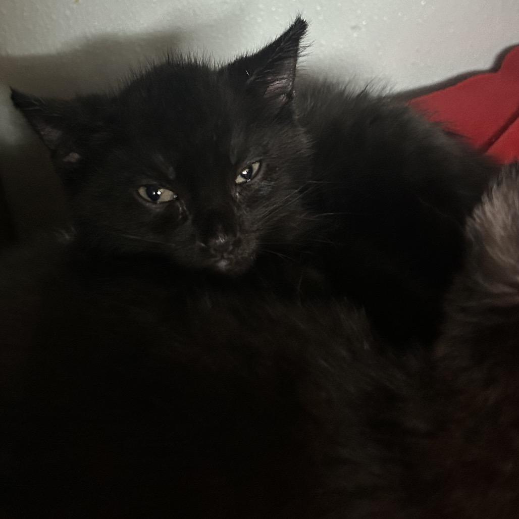 Enlarge MELISSA, a Adoptable Domestic Short Hair in Point Richmond, CA image 3/3