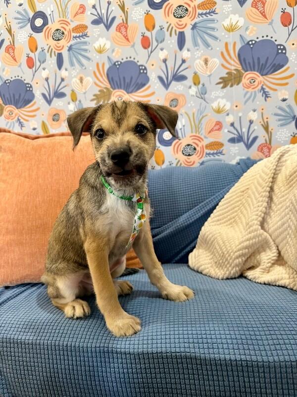 Johnny Scruffy — thumbnail 4