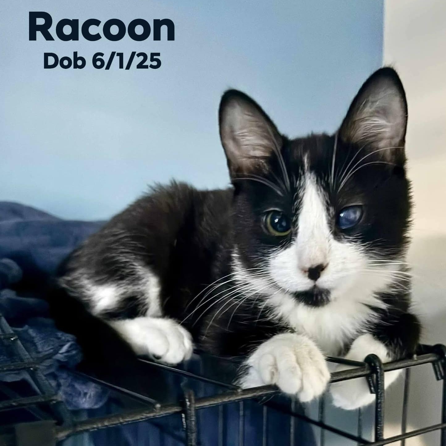 Racoon, adopted, Young Female Domestic Short Hair.