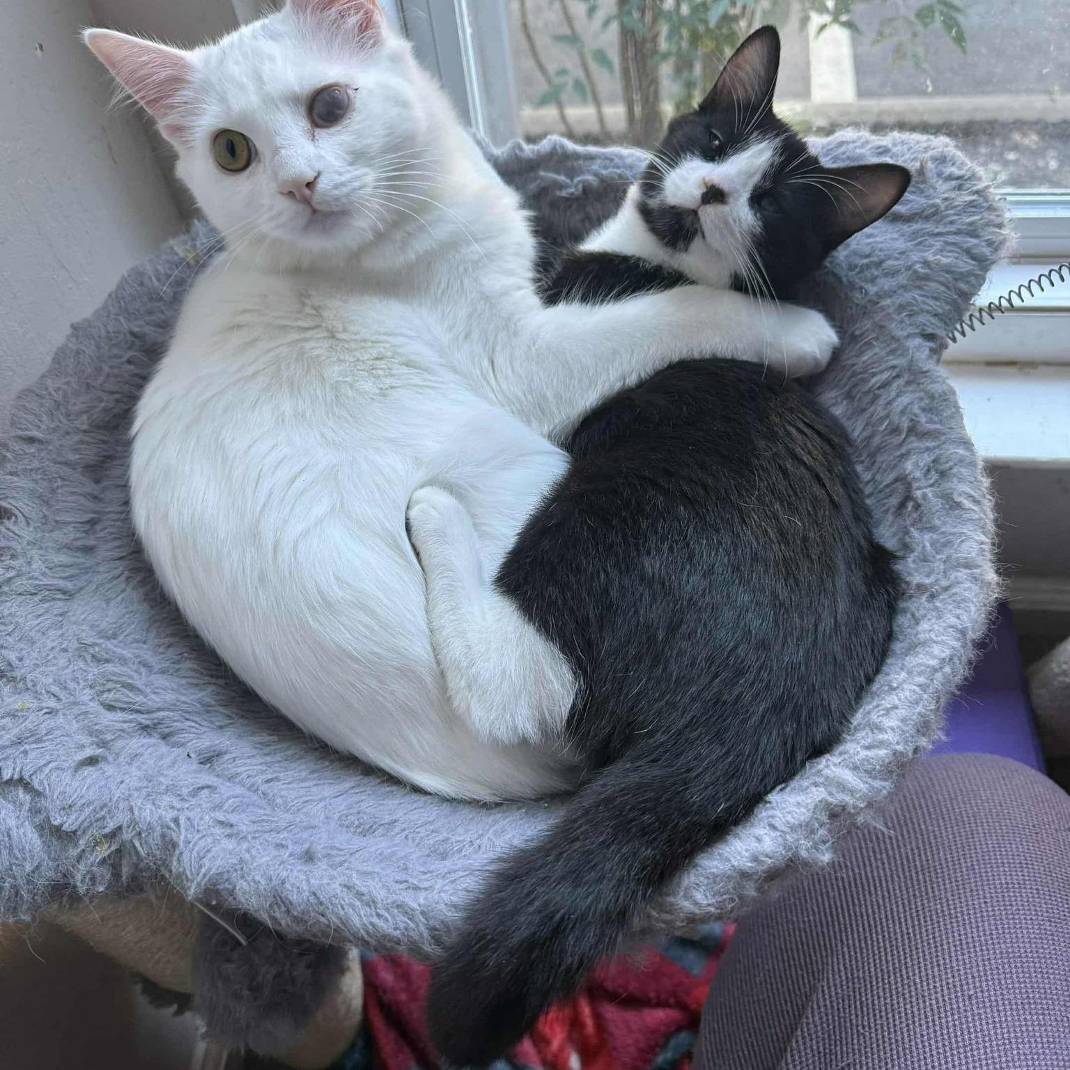 Racoon, an adopted Domestic Short Hair in Concord, CA image 3/3