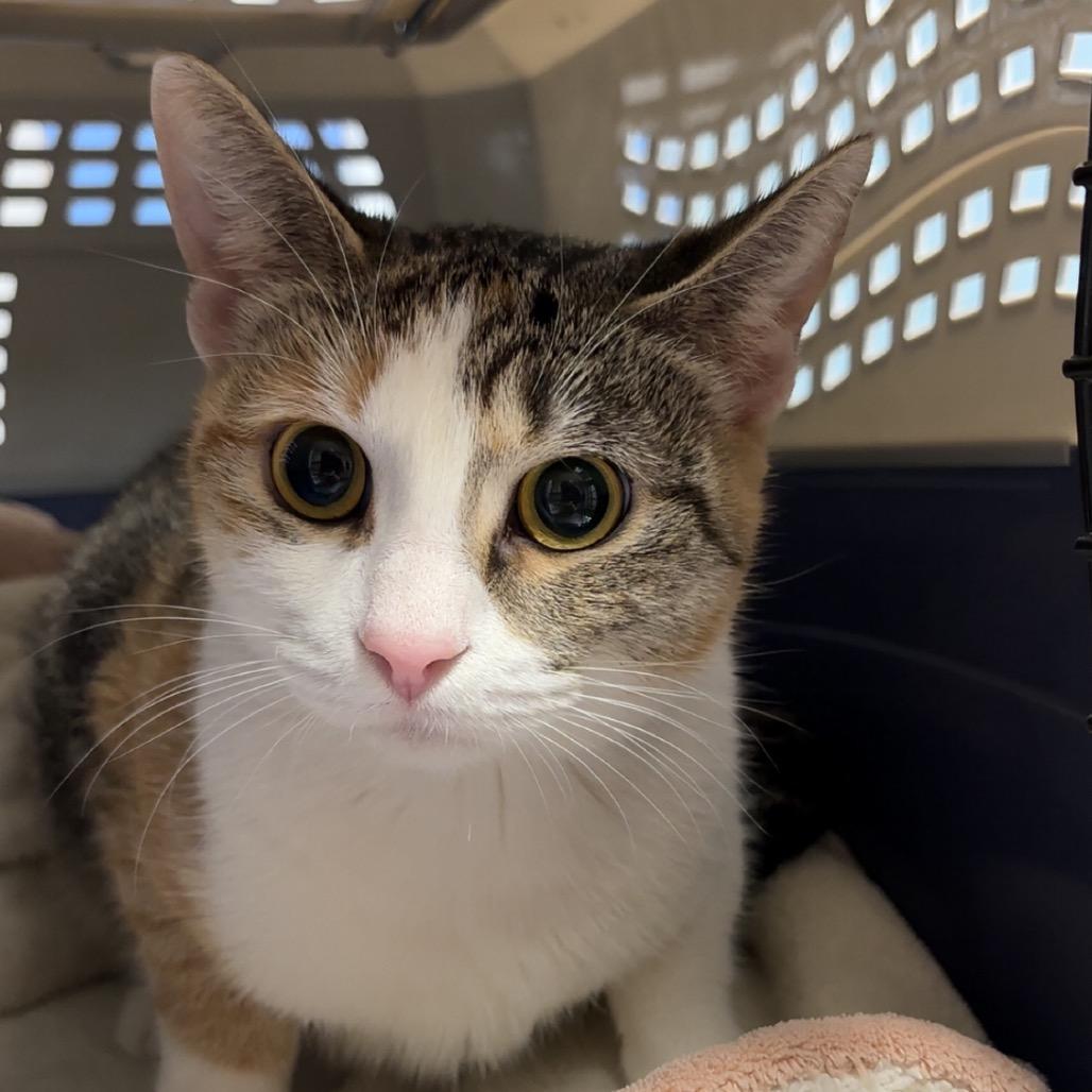 Lucky Ducky, Adoptable, Young Female Domestic Short Hair.