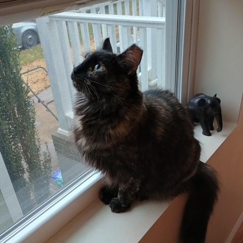 Enlarge Miss Jazzy, a Adoptable Tortoiseshell in Denver, NC image 1/5