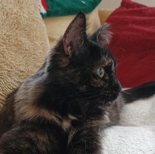 Enlarge Miss Jazzy, a Adoptable Tortoiseshell in Denver, NC image 4/5