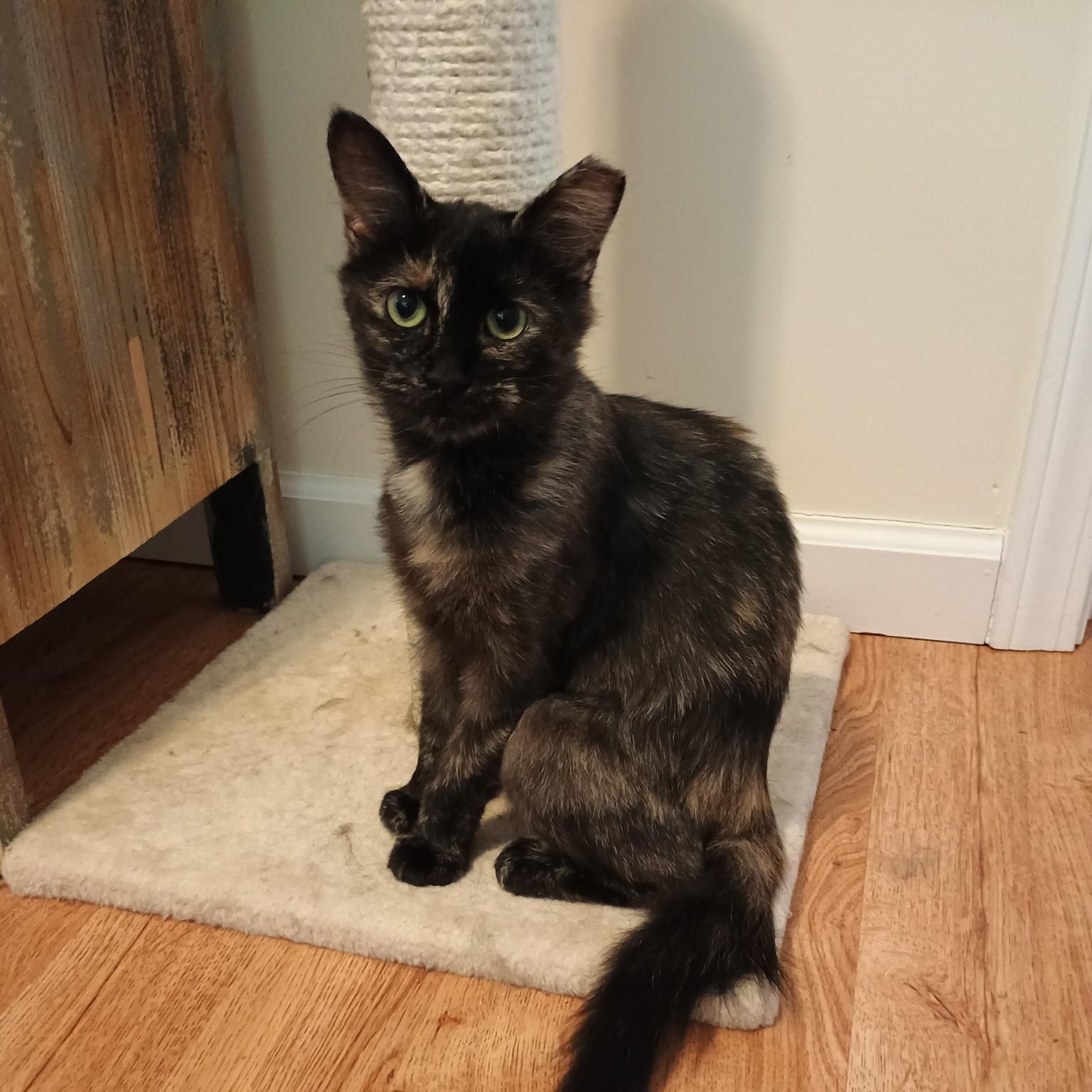 Miss Jazzy, a Adoptable Tortoiseshell in Denver, NC image 2/4