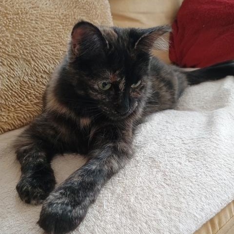 Enlarge Miss Jazzy, a Adoptable Tortoiseshell in Denver, NC image 3/5