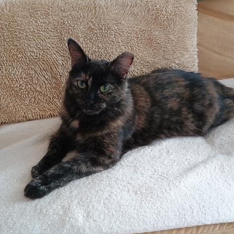 Enlarge Miss Jazzy, a Adoptable Tortoiseshell in Denver, NC image 2/5