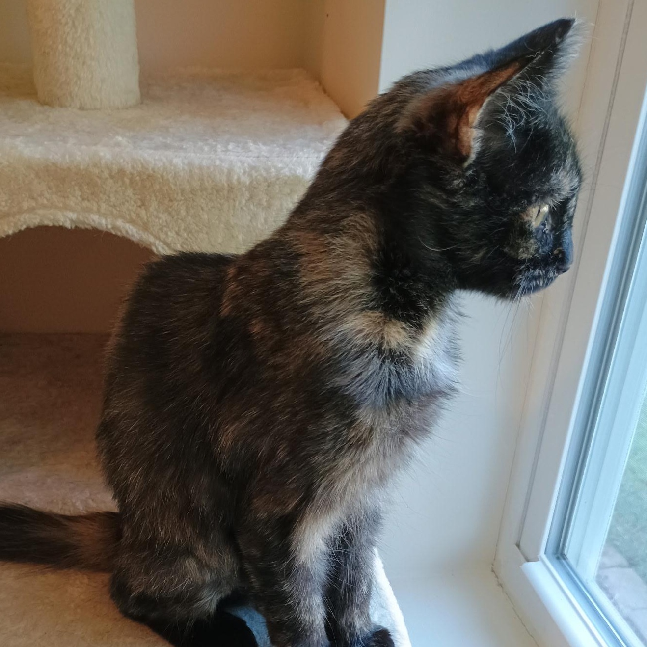 Miss Jazzy, a Adoptable Tortoiseshell in Denver, NC image 1/4