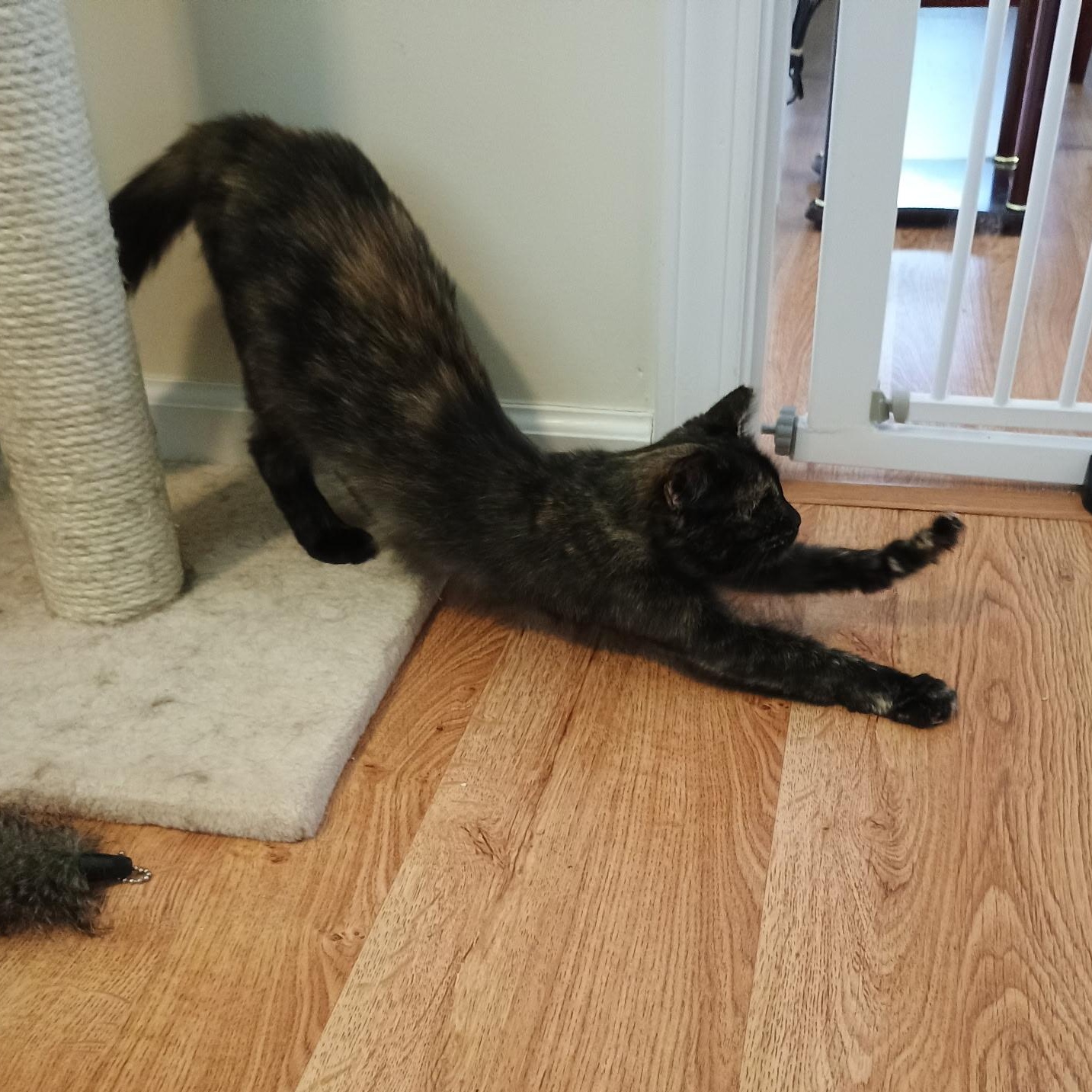 Miss Jazzy, a Adoptable Tortoiseshell in Denver, NC image 3/4