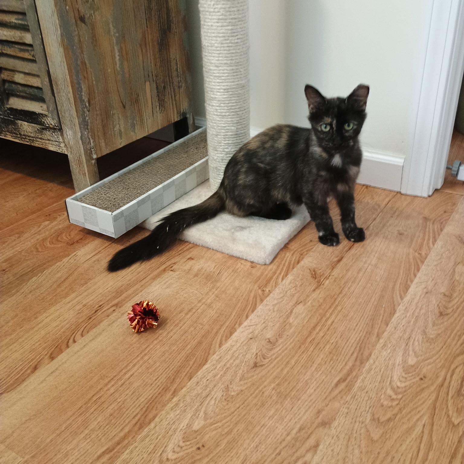 Miss Jazzy, a Adoptable Tortoiseshell in Denver, NC image 4/4