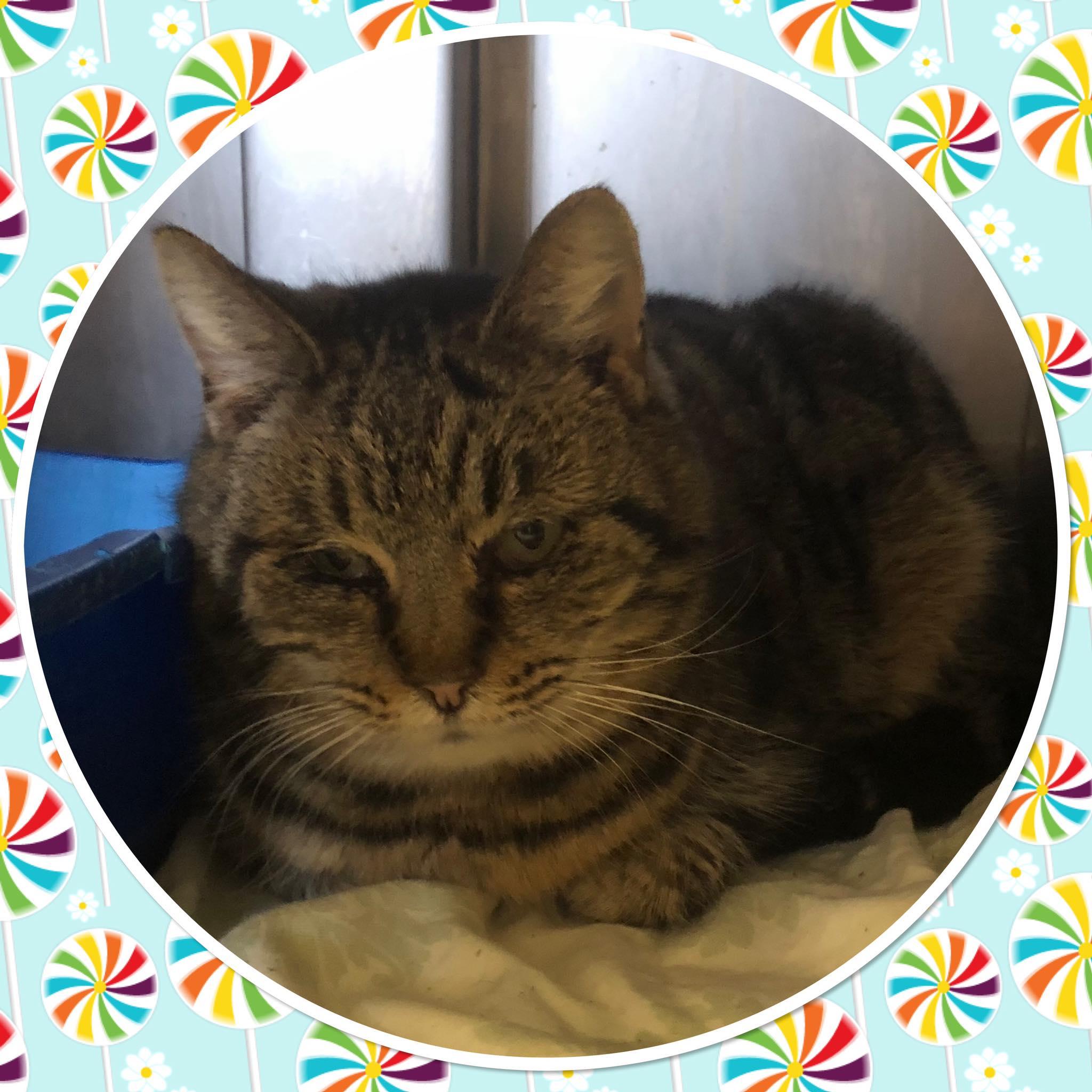 Enlarge FRIA, a ADOPTABLE Domestic Short Hair in Buckhannon, WV image 1/1