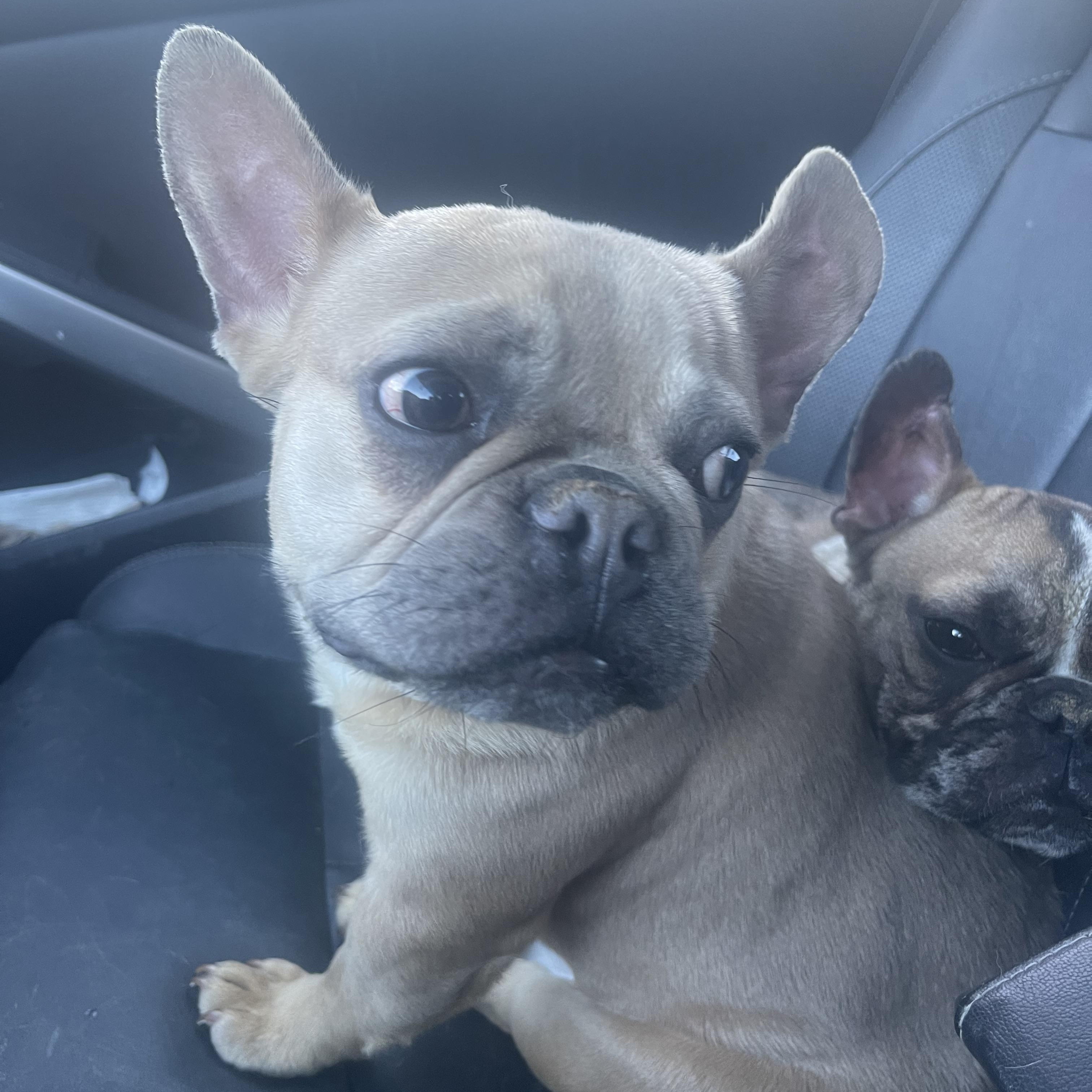 Enlarge Tobby, an adopted French Bulldog in Northlake, IL image 2/6