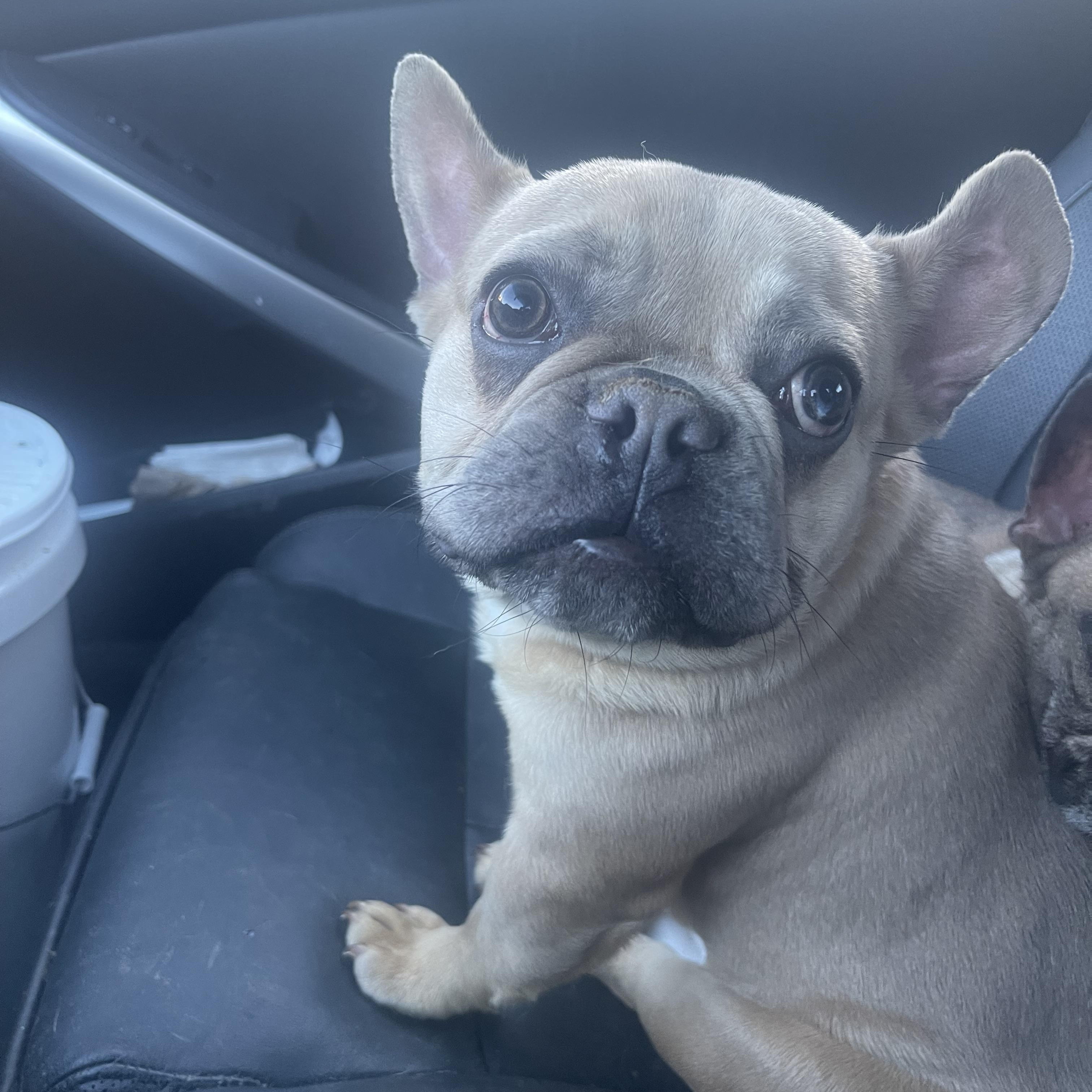 Tobby, adopted, Puppy Male French Bulldog.