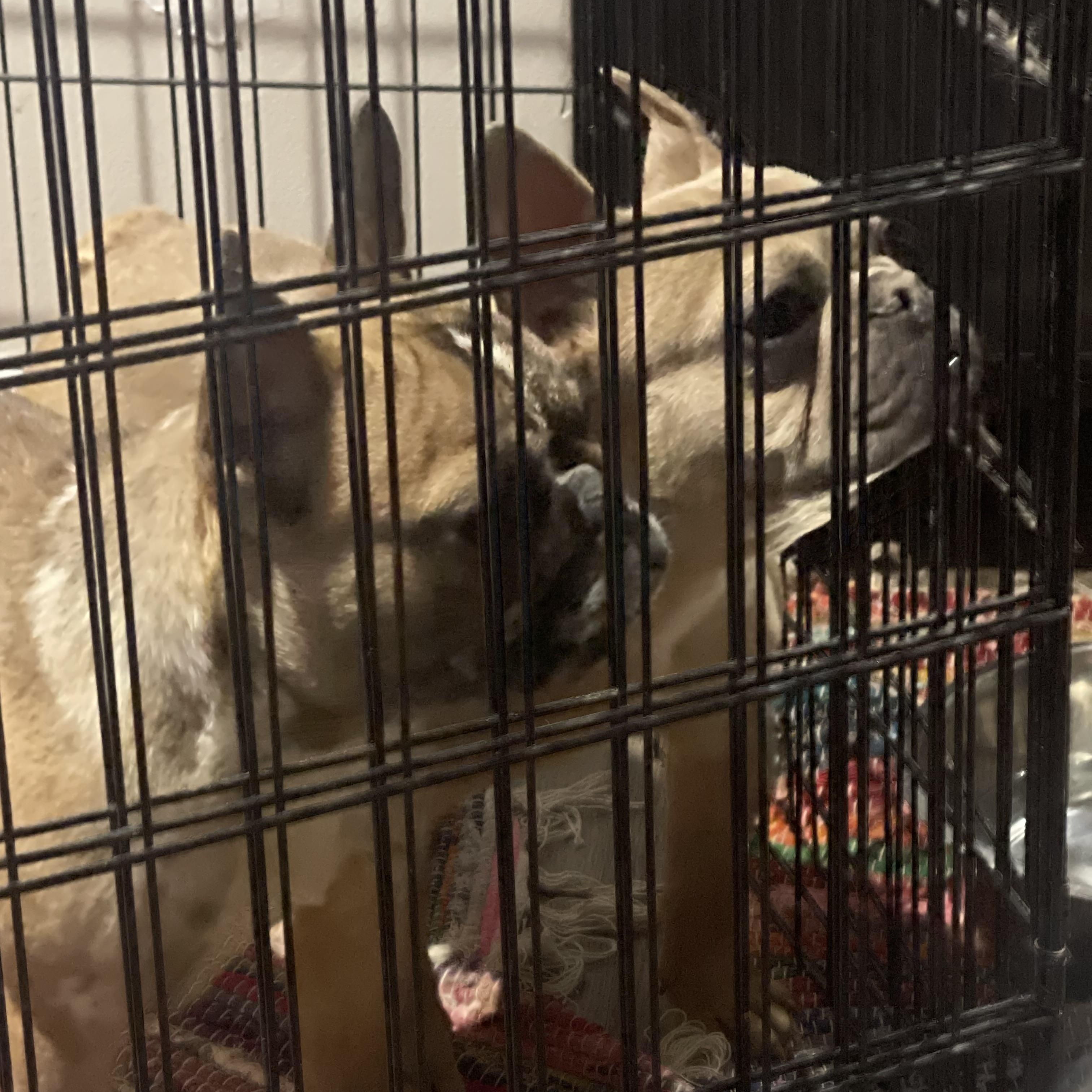 Enlarge Tobby, an adopted French Bulldog in Northlake, IL image 4/6