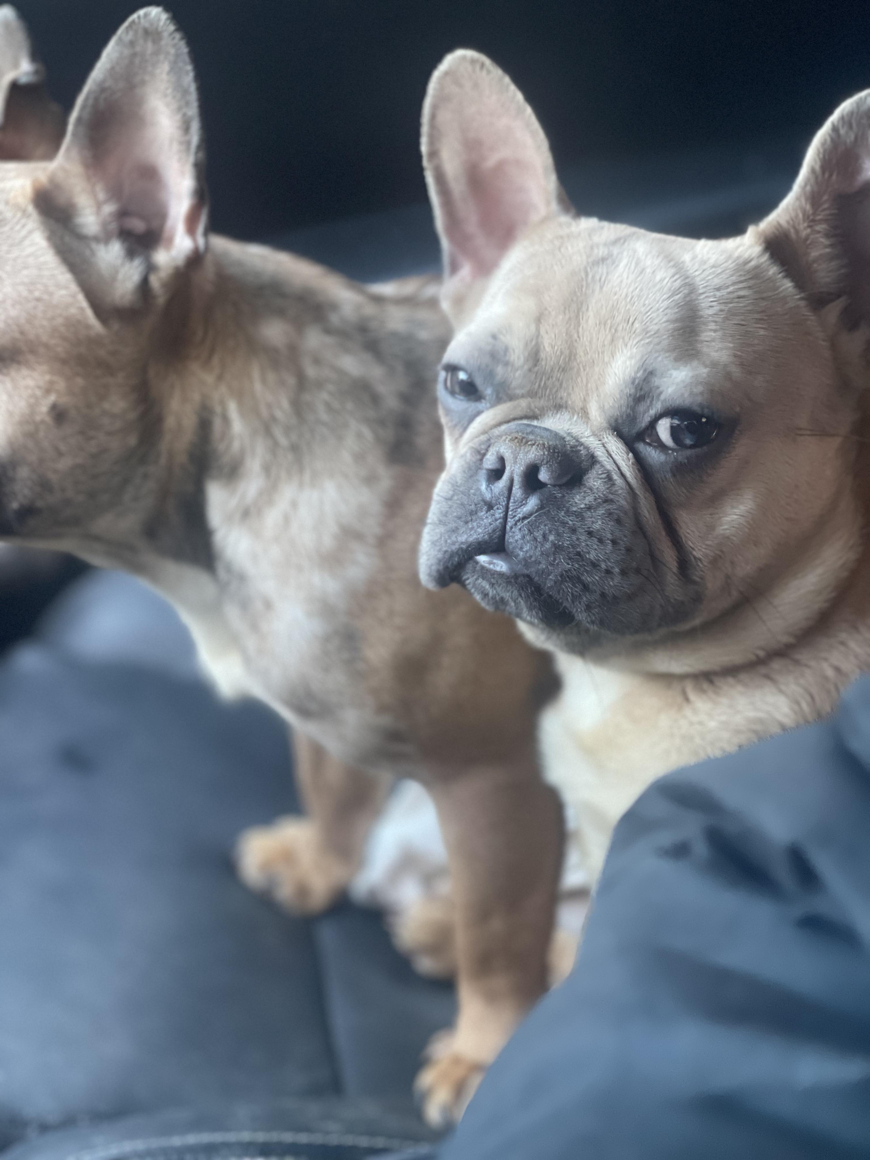 Enlarge Tobby, an adopted French Bulldog in Northlake, IL image 6/6