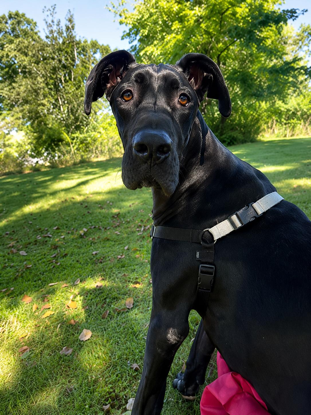 MILLIE MAE, adopted, Adult Female Great Dane.