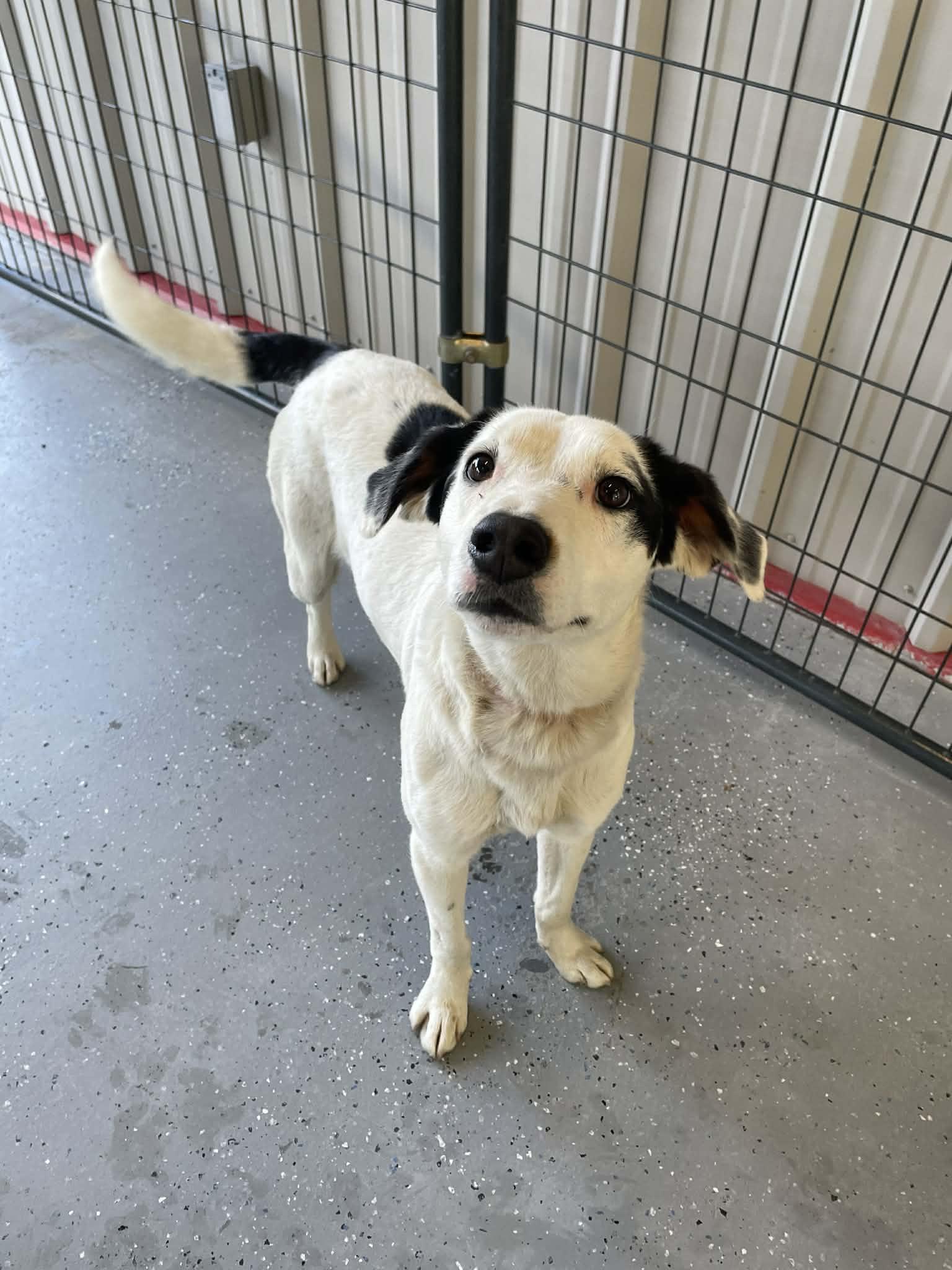 Enlarge Mrs. Clause, a ADOPTABLE mixed breed in Bishopville, SC image 1/1