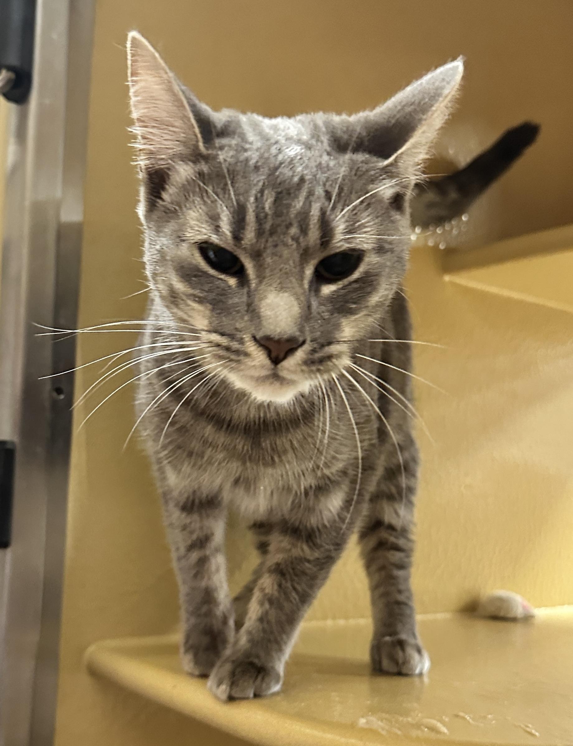 Enlarge Stella, an adopted Domestic Short Hair in Woburn, MA image 1/2
