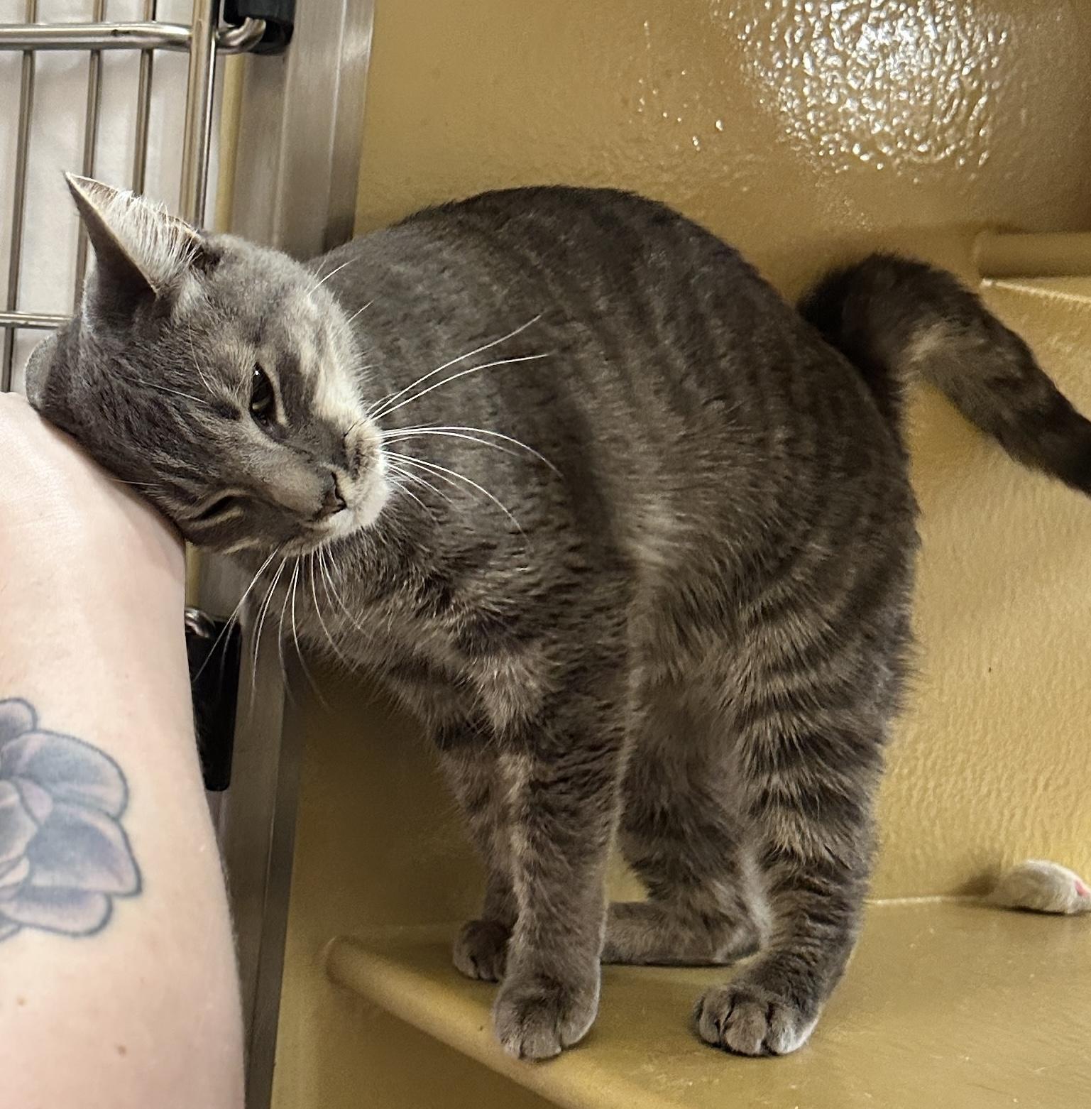 Enlarge Stella, an adopted Domestic Short Hair in Woburn, MA image 2/2