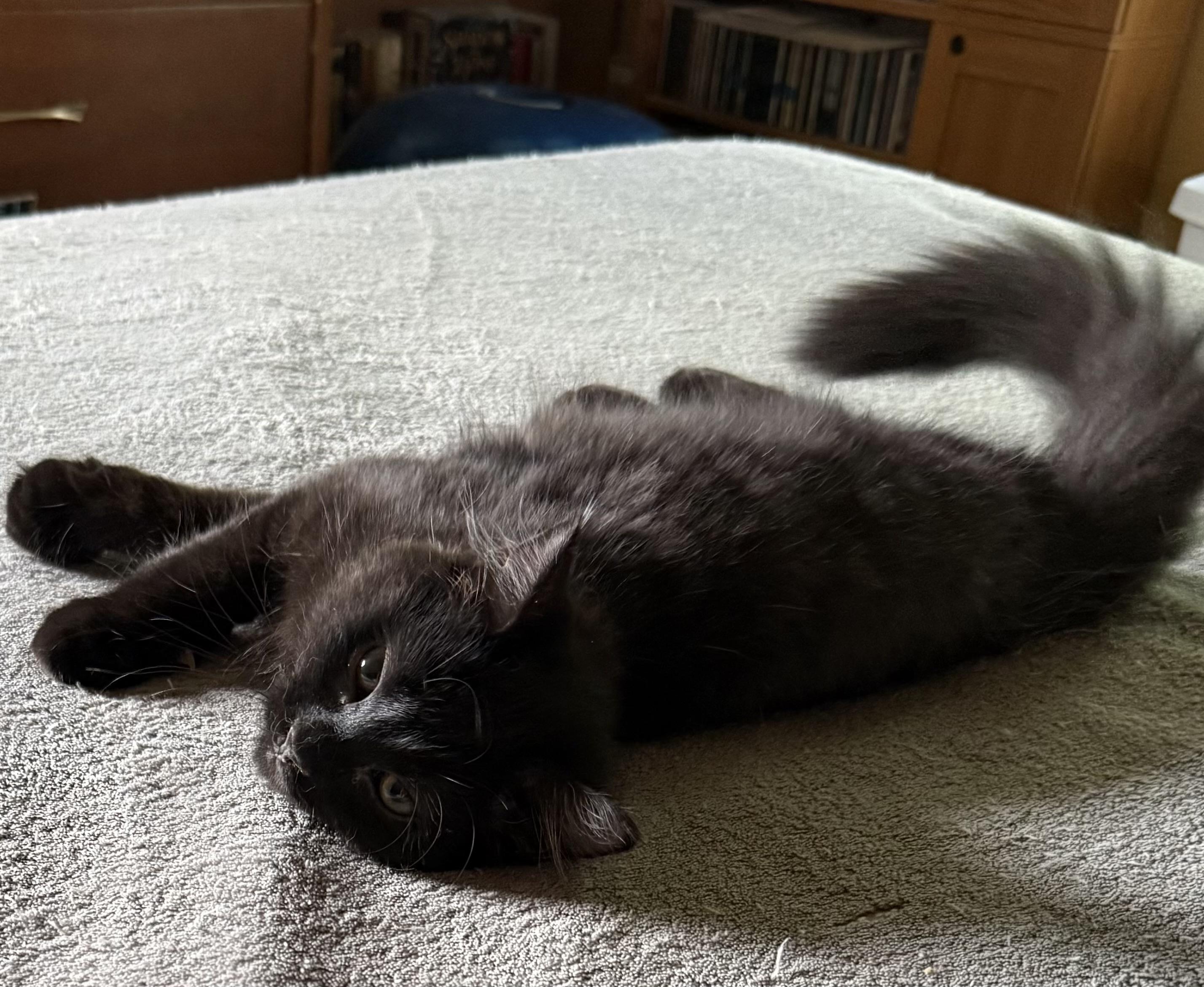 Myka, an adopted Domestic Long Hair in Export, PA image 4/6