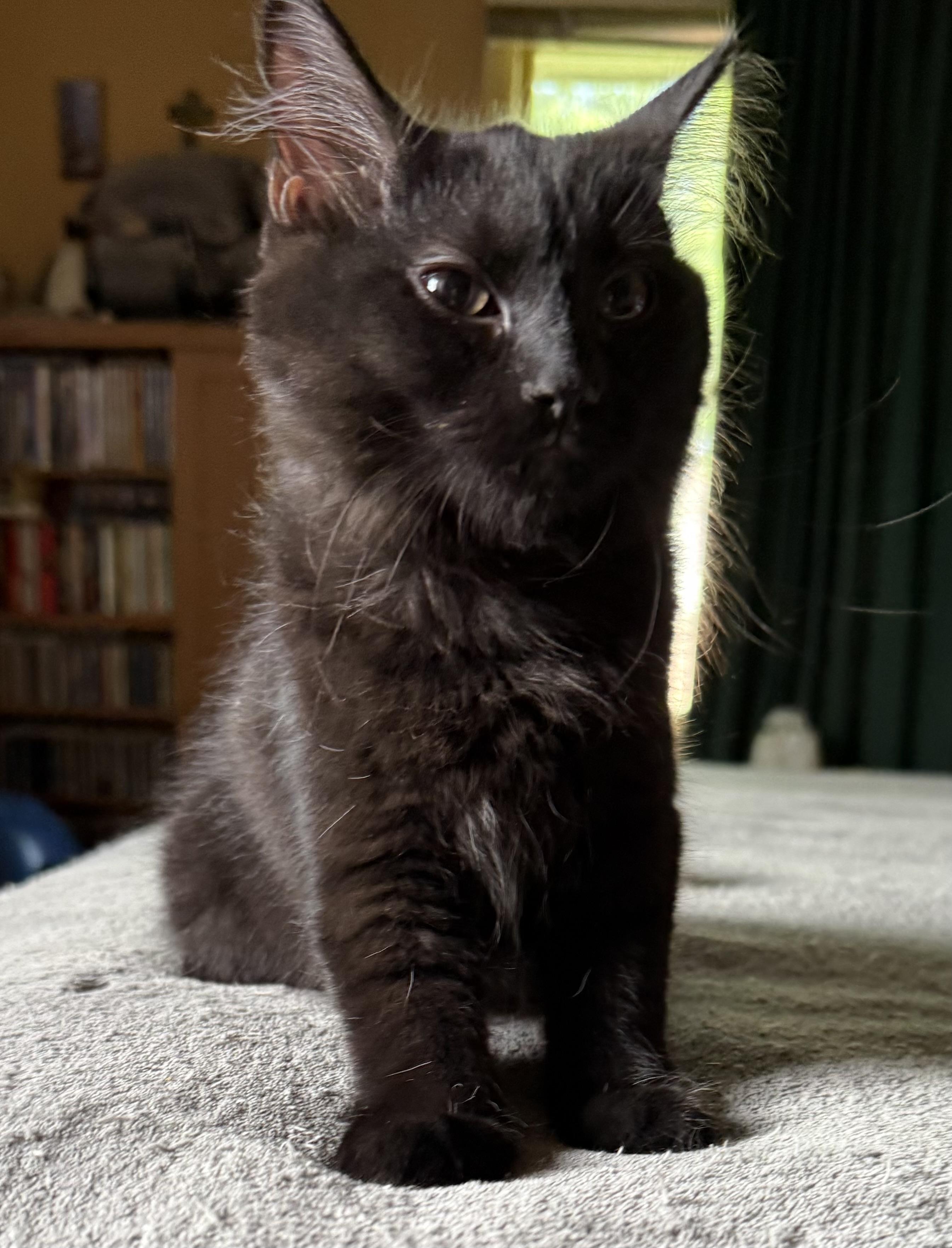 Myka, an adopted Domestic Long Hair in Export, PA image 6/6