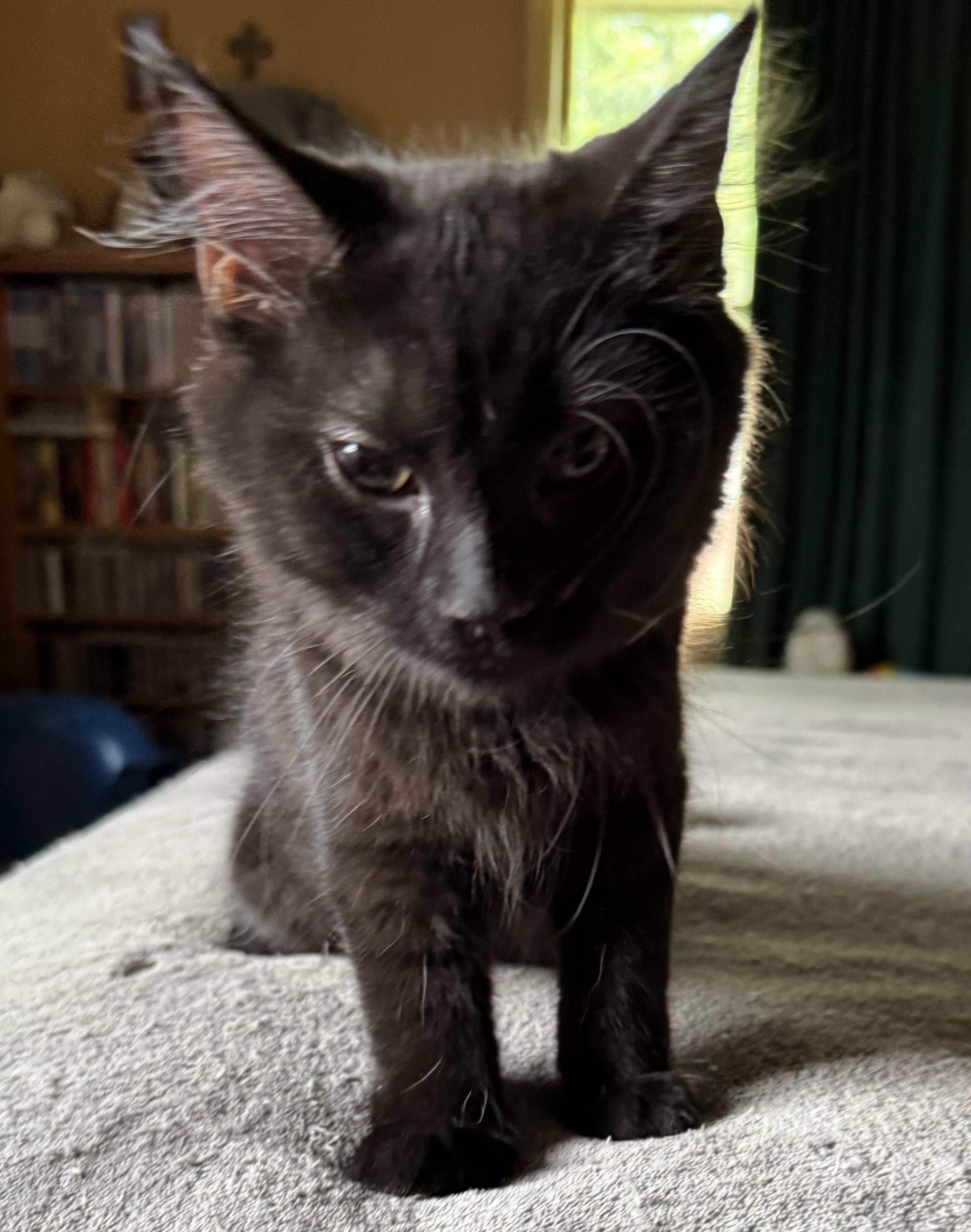 Myka, an adopted Domestic Long Hair in Export, PA image 2/6