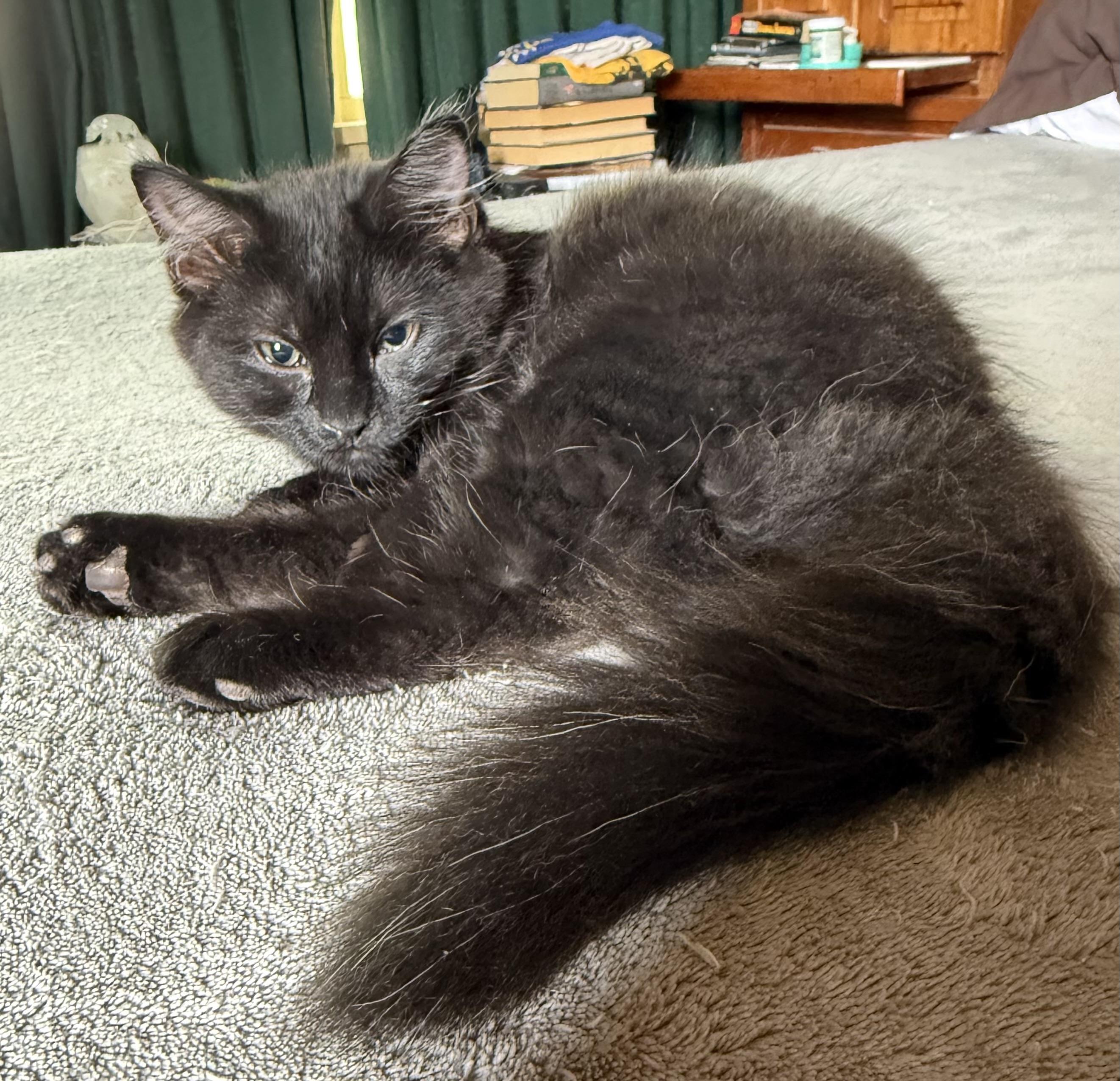 Myka, adopted, Kitten Female Domestic Long Hair.