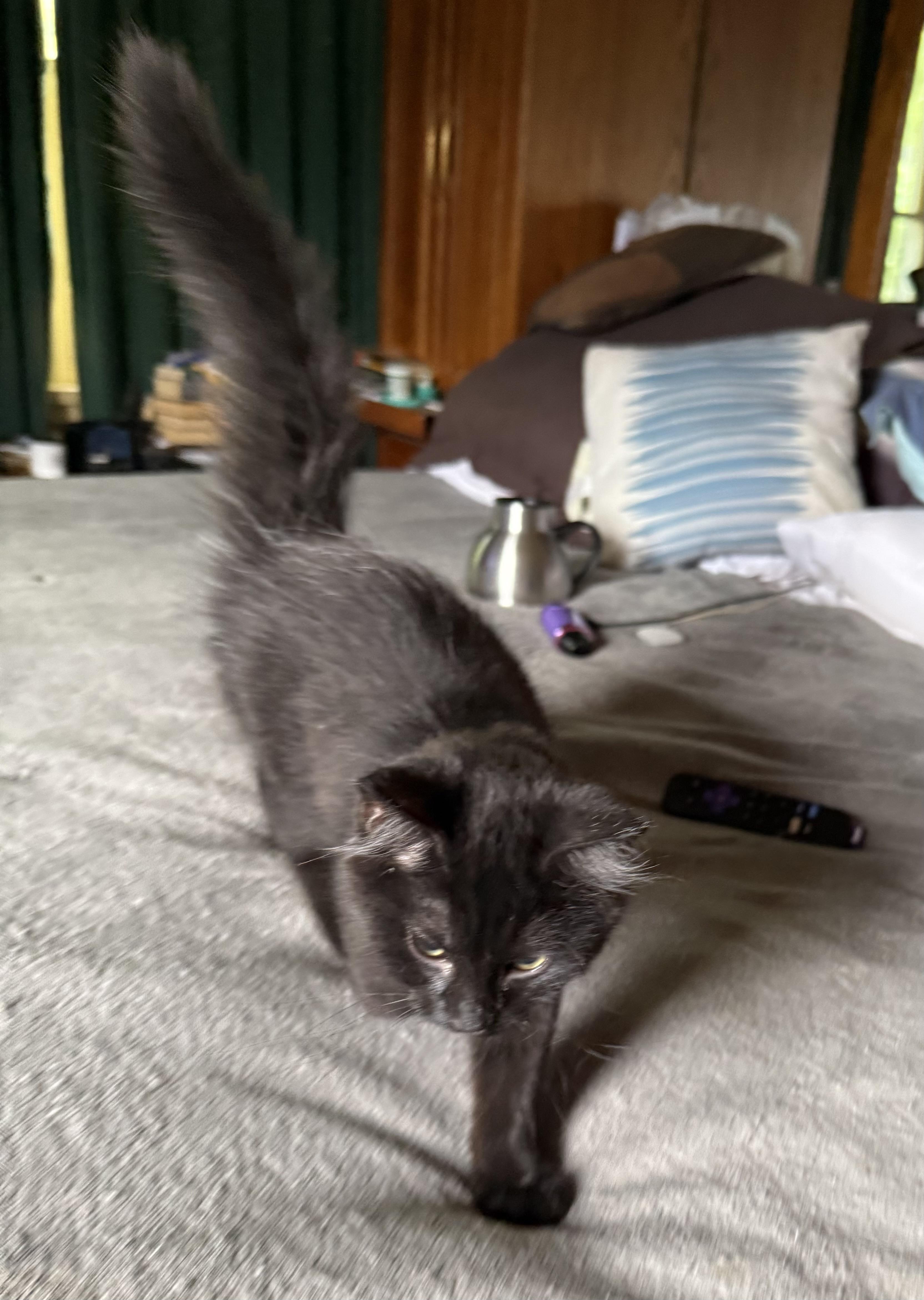 Myka, an adopted Domestic Long Hair in Export, PA image 5/6