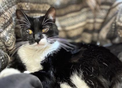 Enlarge Max, a Adoptable mixed breed in Pleasanton, CA image 1/3