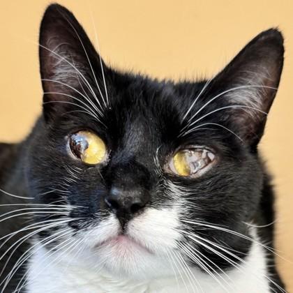 Max, Adoptable, Young Male Domestic Short Hair & Domestic Short Hair.