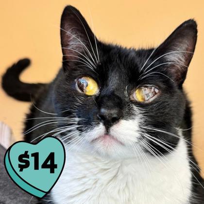 Enlarge Max, a Adoptable mixed breed in Pleasanton, CA image 3/3