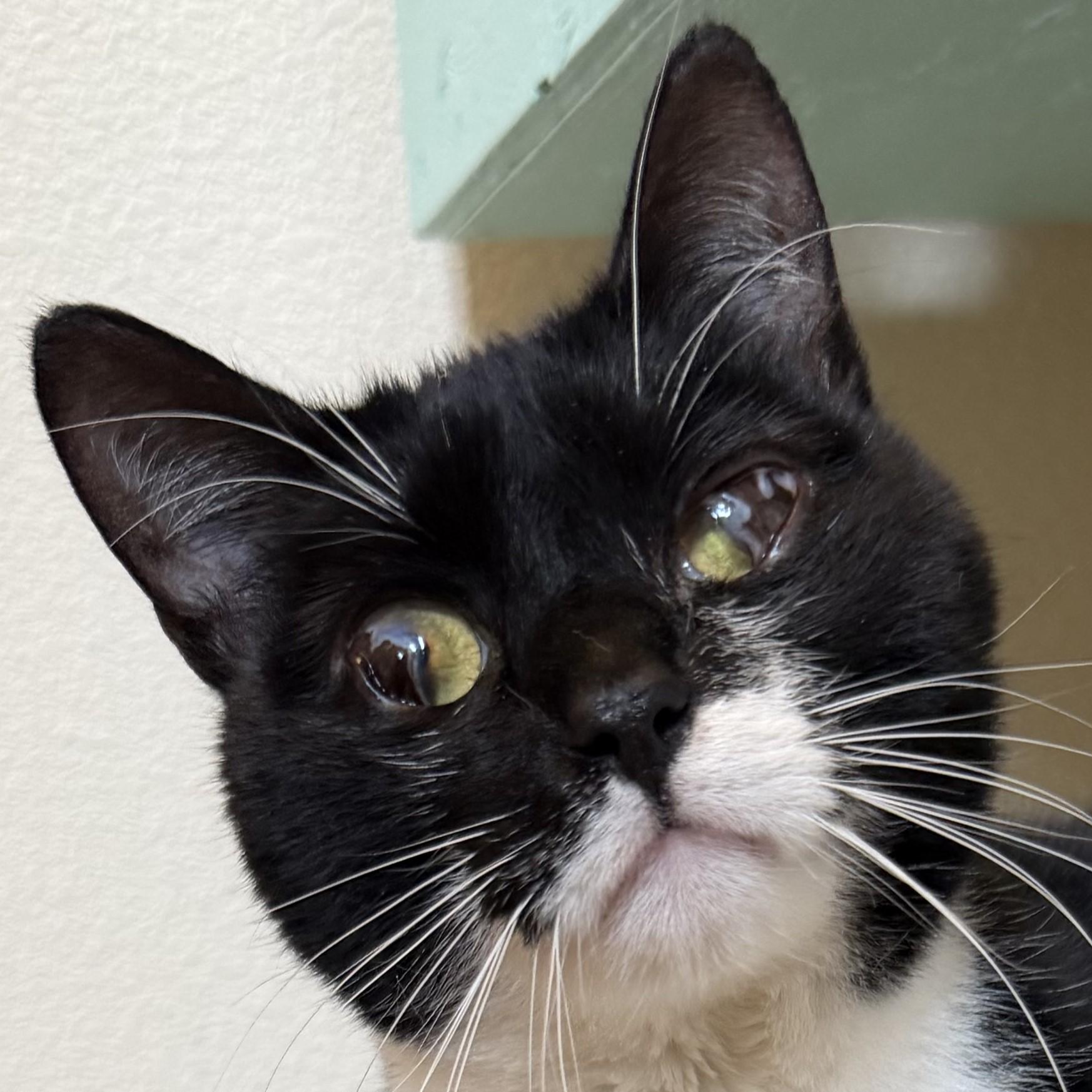 Max, Adoptable, Young Male Domestic Short Hair & Domestic Short Hair.