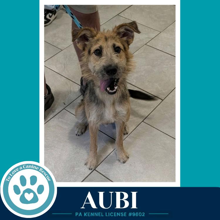 Enlarge Aubi 100326, a Adoptable mixed breed in Kimberton, PA image 1/2