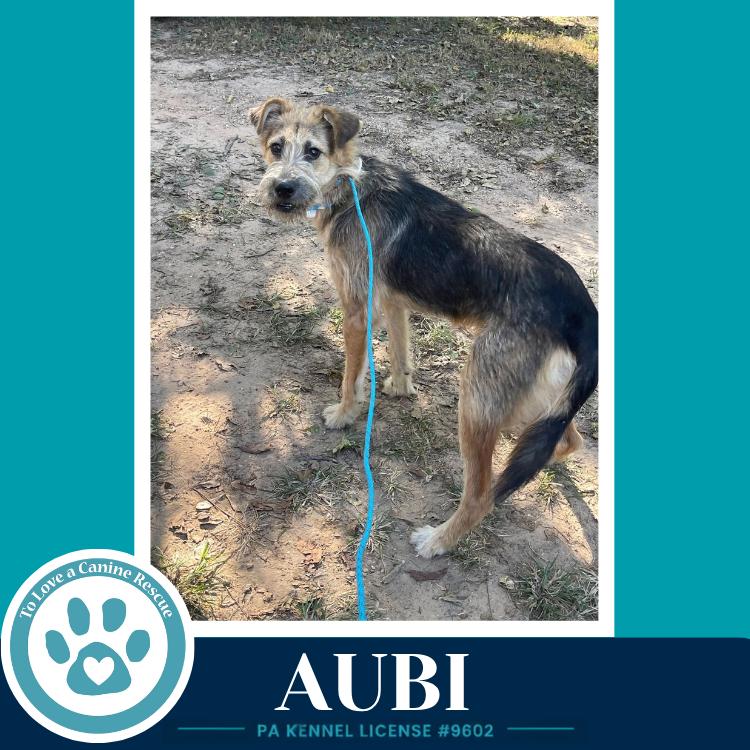 Enlarge Aubi 100326, a Adoptable mixed breed in Kimberton, PA image 2/2