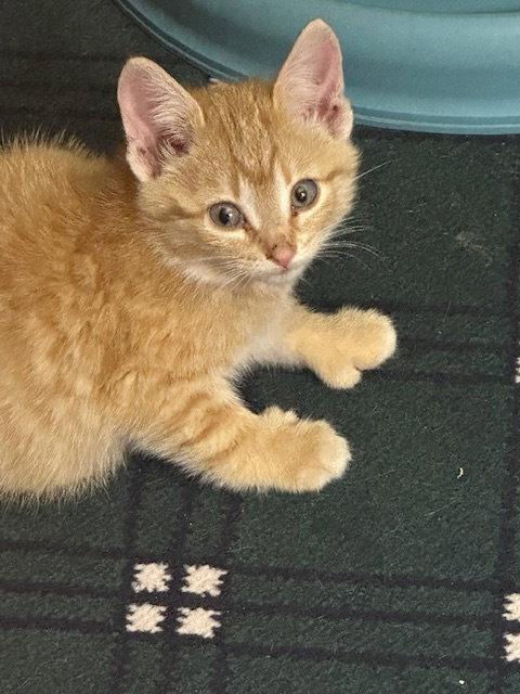 Pudding, Adoptable, Young Female American Shorthair.