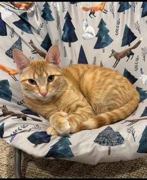 Enlarge Pudding, a Adoptable American Shorthair in Kohler, WI image 2/3
