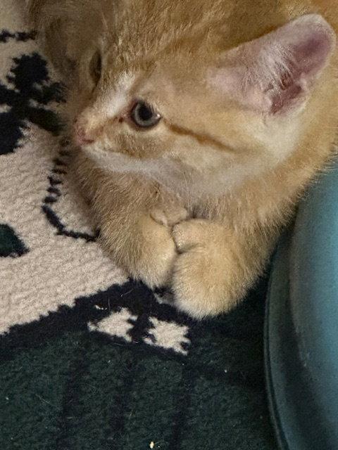 Enlarge Pudding, a Adoptable American Shorthair in Kohler, WI image 3/3