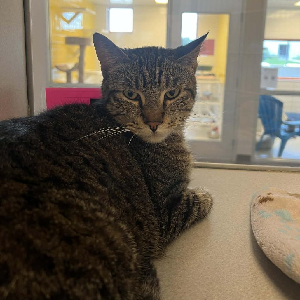 Vito, Adoptable, Adult Male Domestic Short Hair.