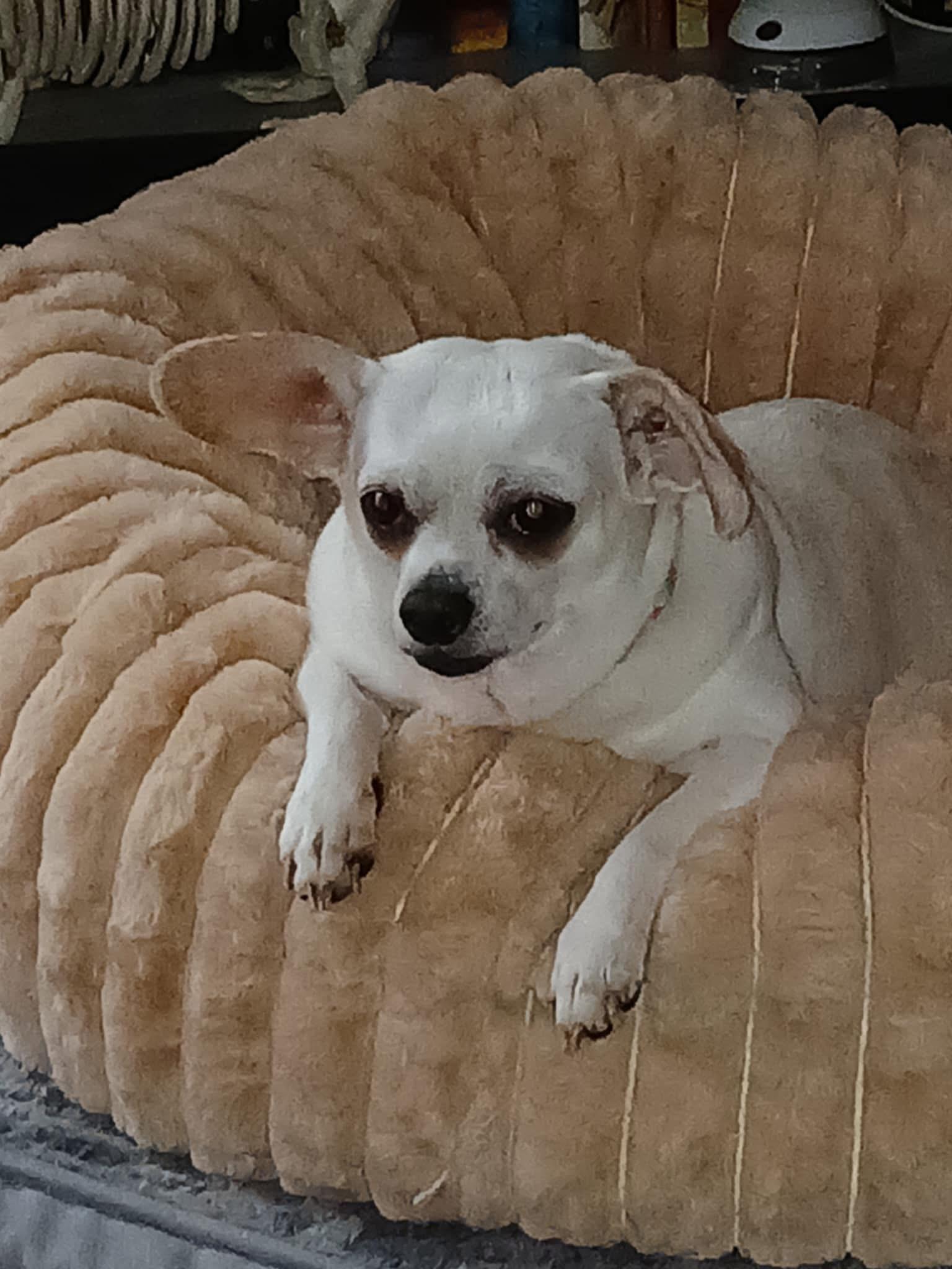 Dixie, Adoptable, Adult Female Chihuahua.