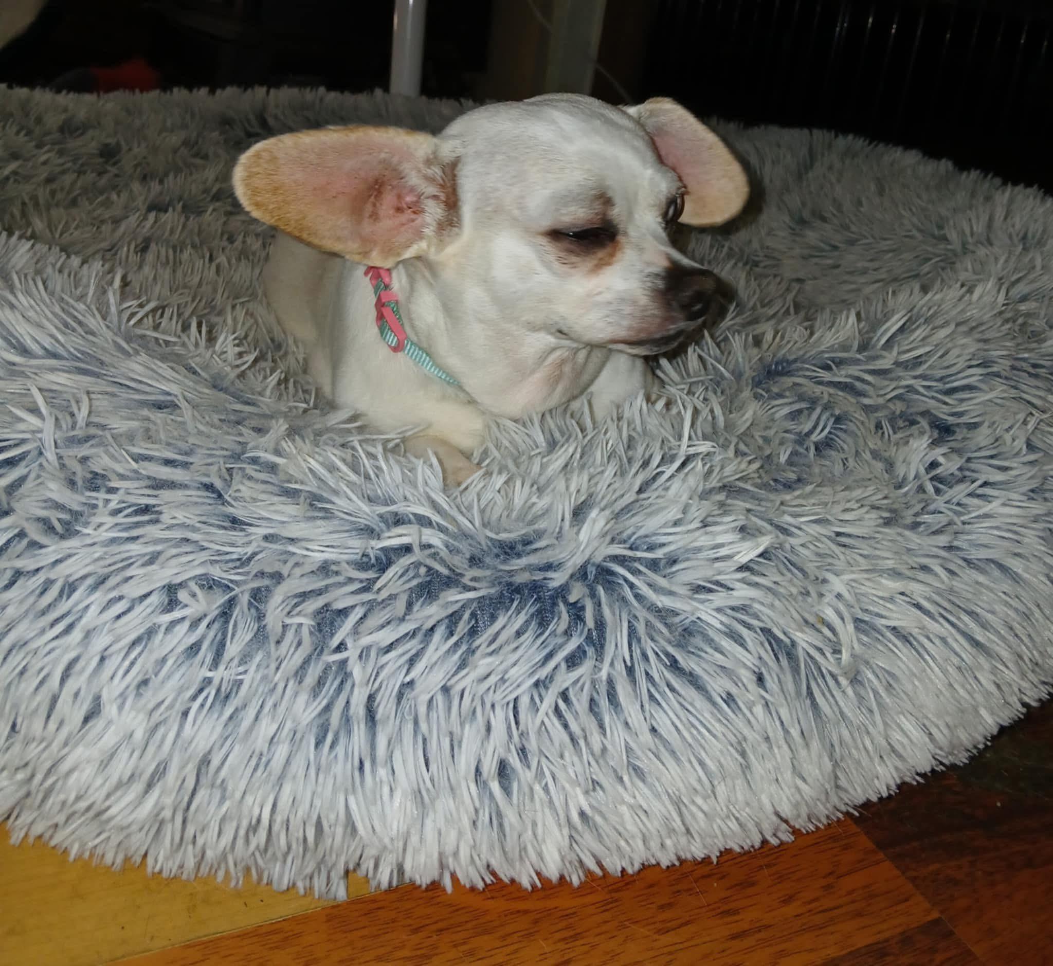 Dixie, a Adoptable Chihuahua in Randolph Center, VT image 2/2