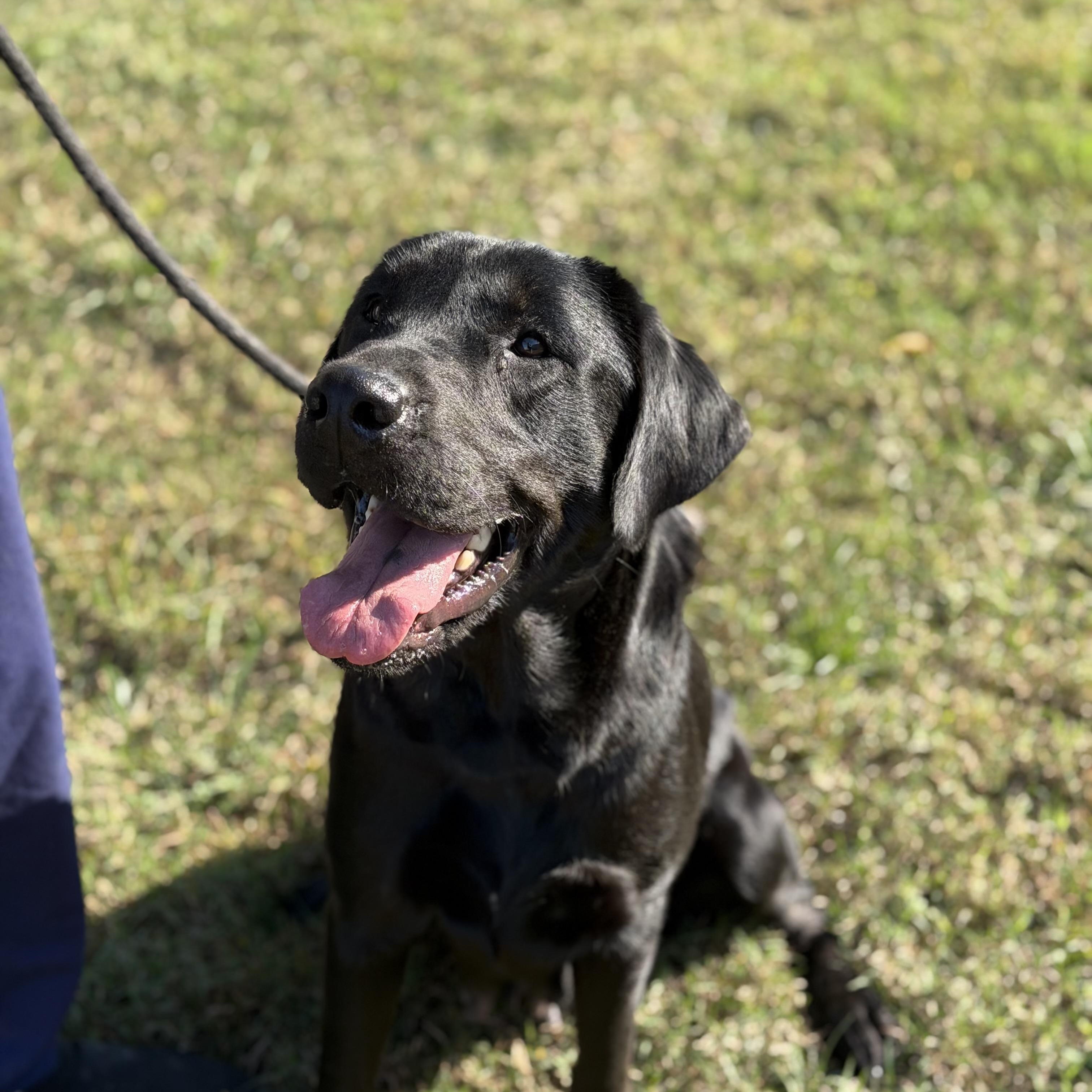 Enlarge Cocoa, a Adopted Labrador Retriever in Gloucester, VA image 1/2