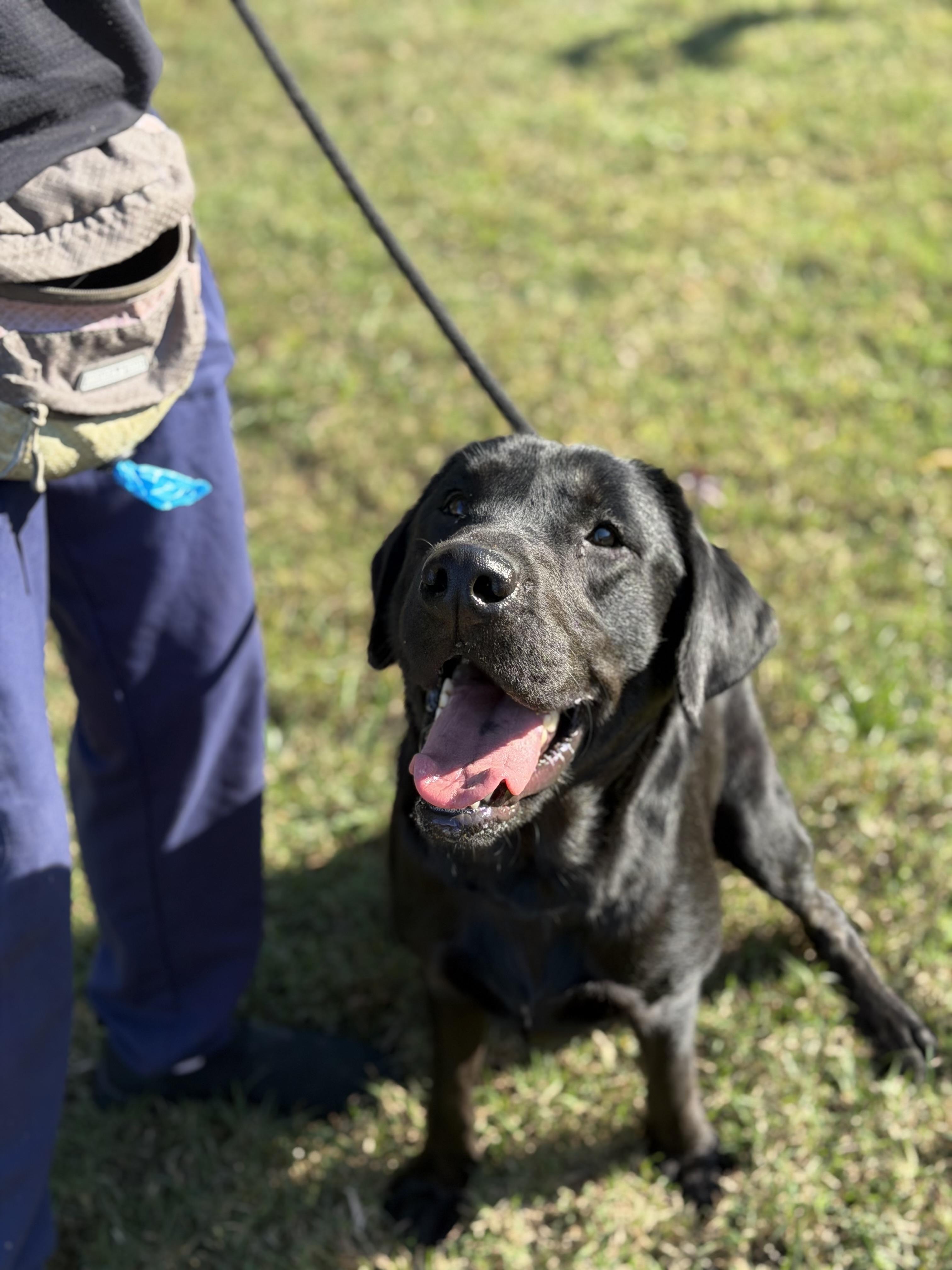 Enlarge Cocoa, a Adopted Labrador Retriever in Gloucester, VA image 2/2