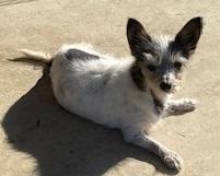 Enlarge Ida, a Adoptable Chihuahua in Dripping Springs, TX image 4/4
