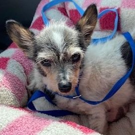 Enlarge Ida, a Adoptable Chihuahua in Dripping Springs, TX image 2/4