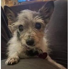 Enlarge Ida, a Adoptable Chihuahua in Dripping Springs, TX image 1/5