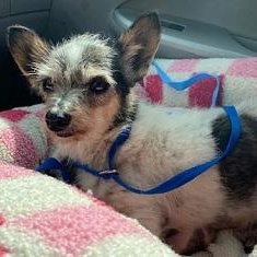 Enlarge Ida, a Adoptable Chihuahua in Dripping Springs, TX image 3/4